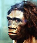 800px-Homo_erectus_adult_female_-_head_model_-_Smithsonian_Museum_of_Natural_History_-_2012-05-17